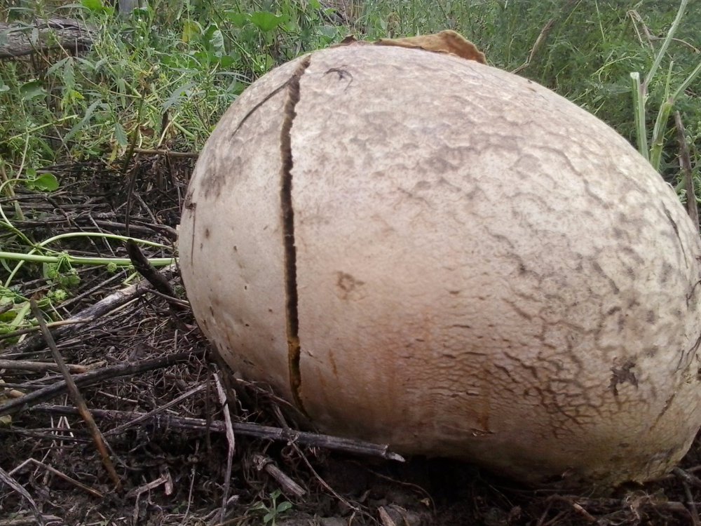 И что вы думаете об этом.
