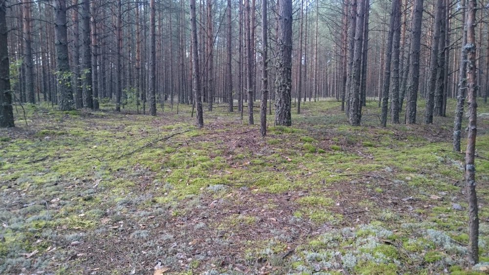 Бор