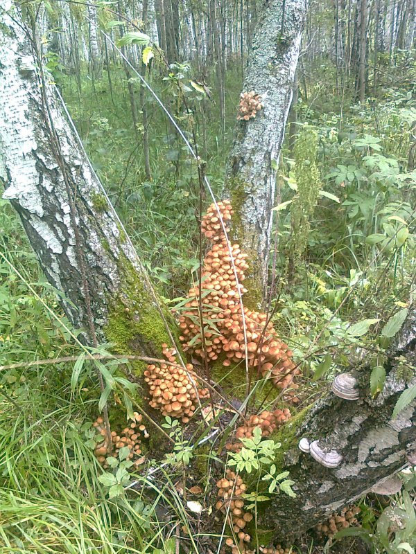 Собирайте опята)