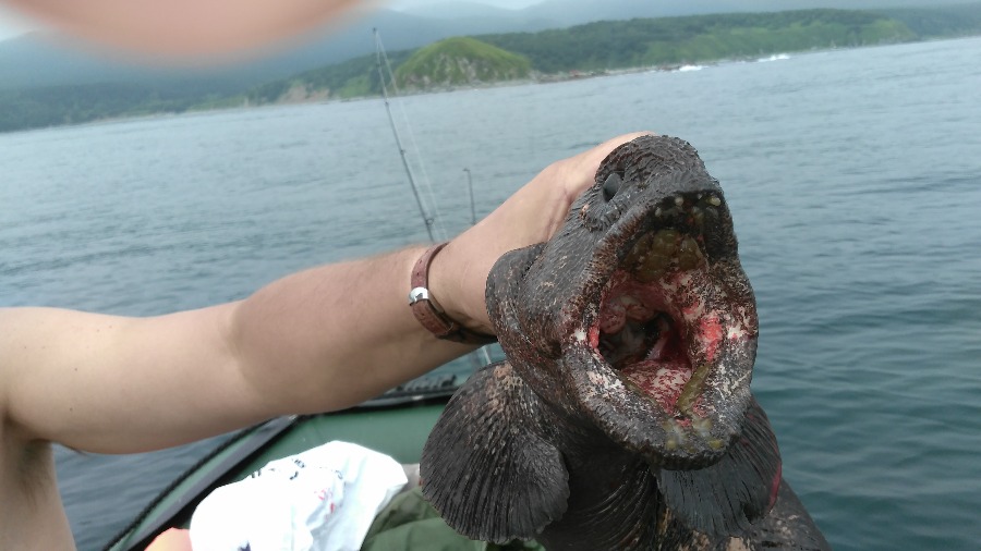 Зубатка сахалин. Зубатка (морской волк, окунеобразные). Морская зубатка. Дальневосточная зубатка.