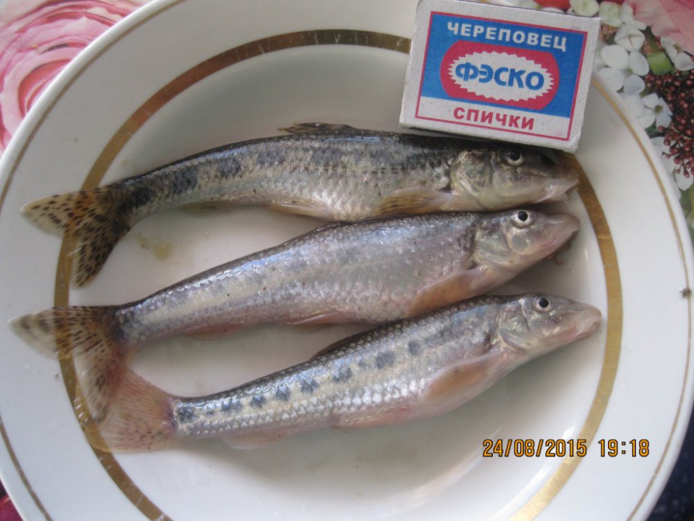 Вот такие пескари