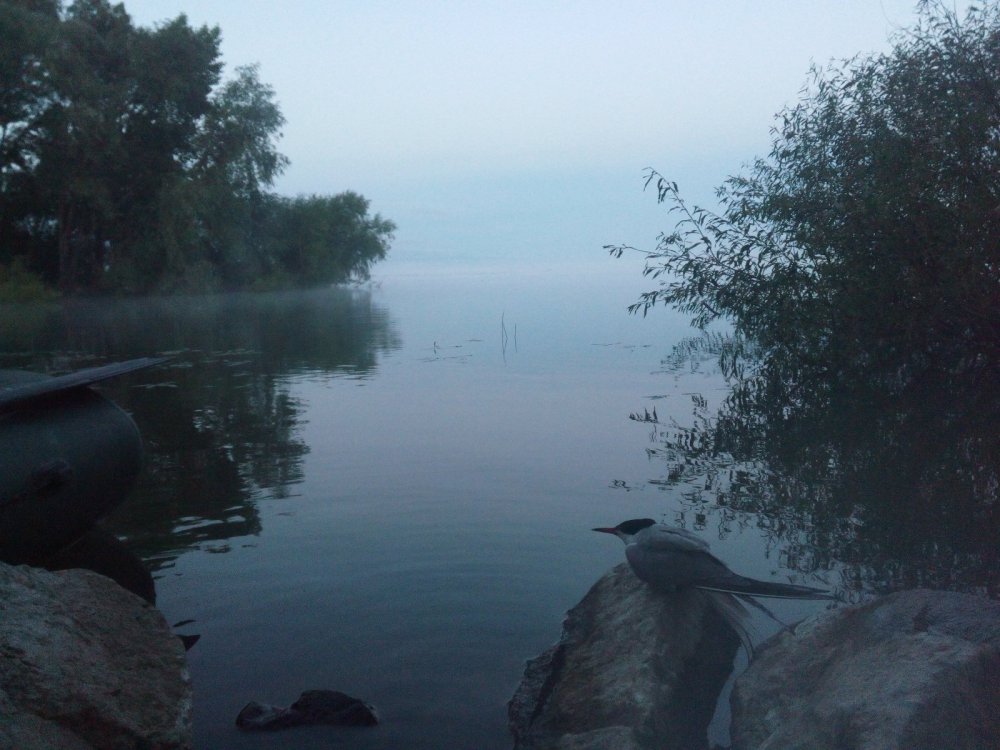с утра на водоеме