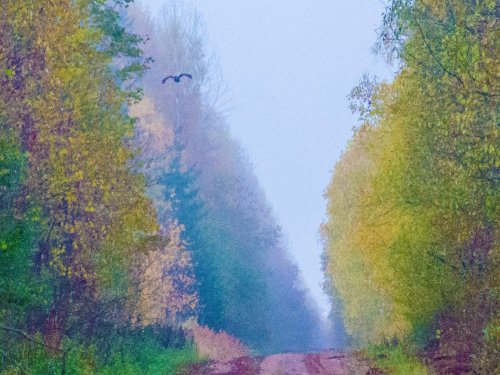 Глухарь.