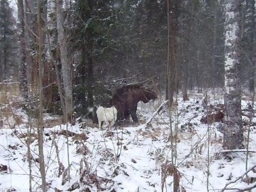 Прошлый год