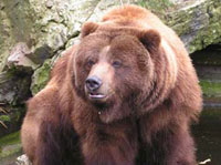 В Новокузнецком районе застрелили медведя