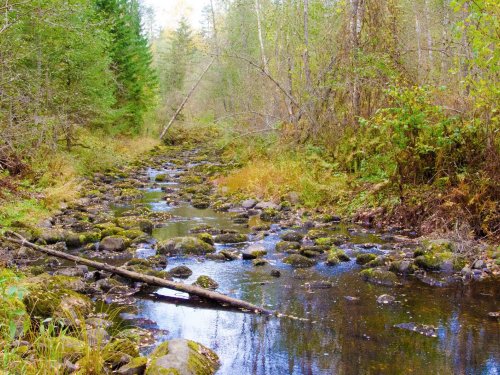Почти пересохла. Речка Тычинка,Новгородская область.