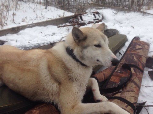 Охота в Сибири.