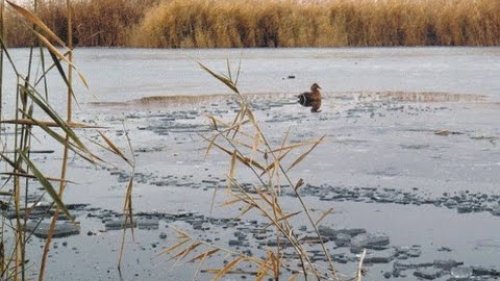 Охота на утку 2015, на реке Иртыш (Северный Крякаш), закрытие сезона 30.10.2015