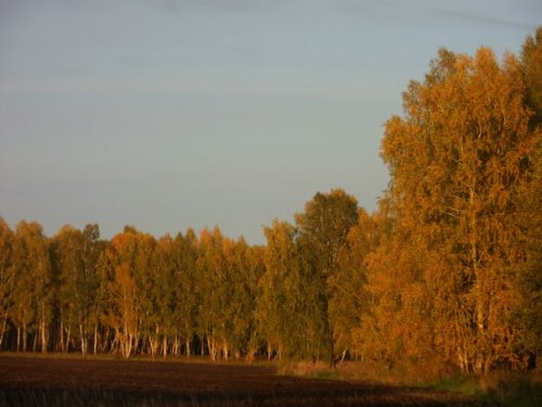 Осенний лес....