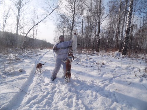 Отличная охота с эстонскими гончими!!!!