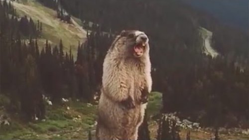 The screaming marmot