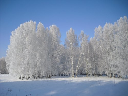 Красив сегодня лес на подъеме солнца!