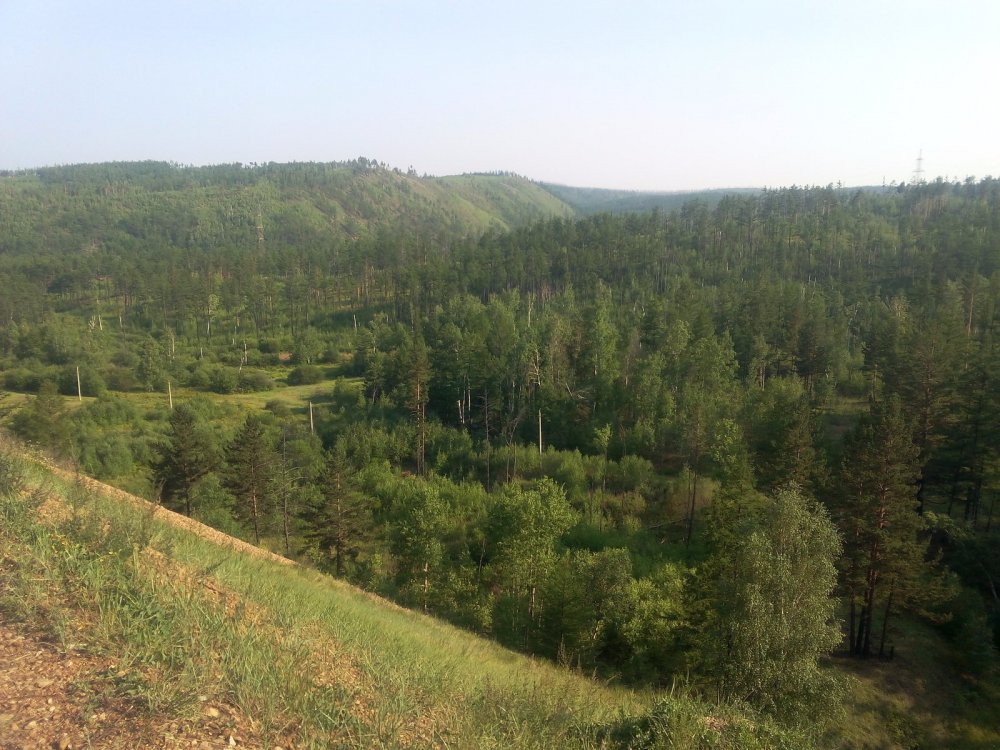 Яблоневый хребет,тайга Читинской обл.