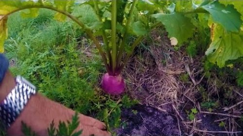 Проверка кормушки на охоте, выросла капуста