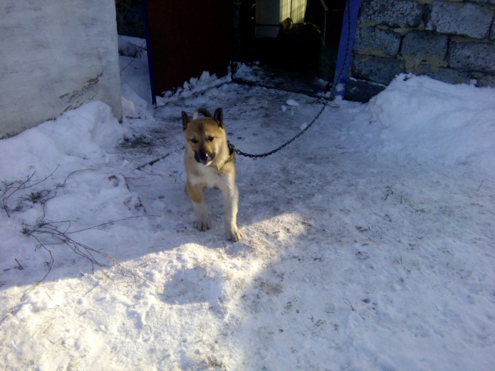 Будущий помошник
