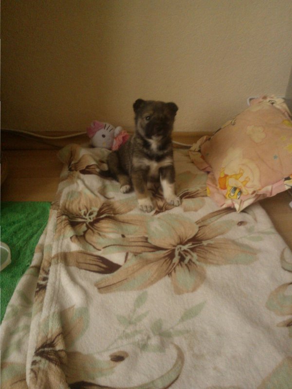 Шенок.