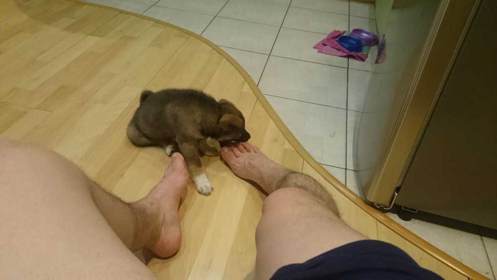 Щенок