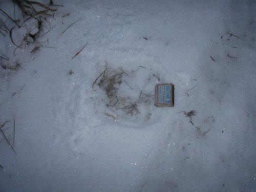 По-моему Не сеголеток.