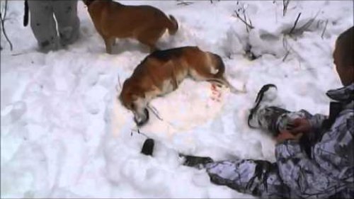 Горе - охотник застрелил двух породистых собак