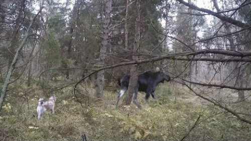 Охота на лося, домашние козы, лосиха