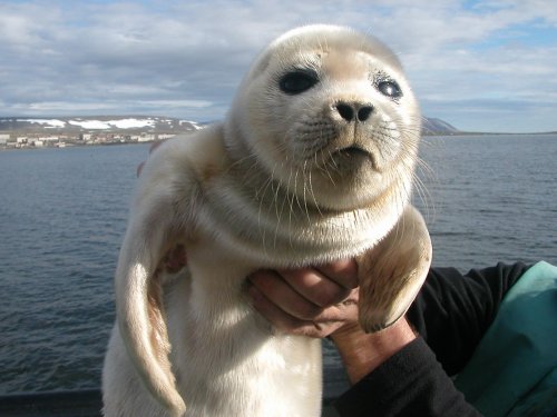 Байкальская нерпа детеныш