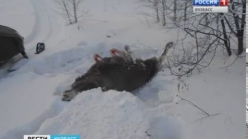 Кто убил лося?