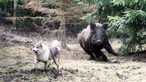 Кабан нападает на собаку, съемка от первого лица