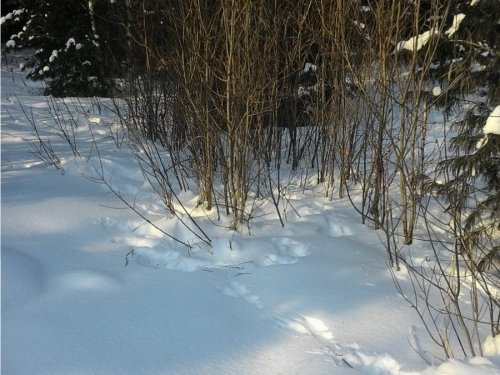 Зайца полно!!!