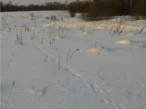 Зайчишки грелись.