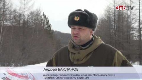 Амазарский браконьер забивал попавших в ловушки лосей и медведей