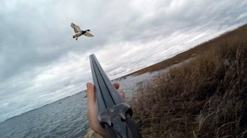 Охота на утку, морская