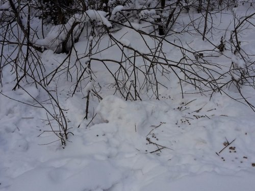 Столовка заячья