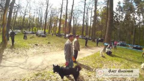 Выставка охотничьих собак в Киевской области