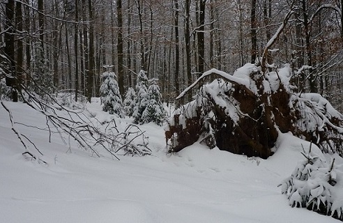 День у дальнего кордона.