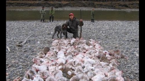 Как охотится на зайца в Якутии