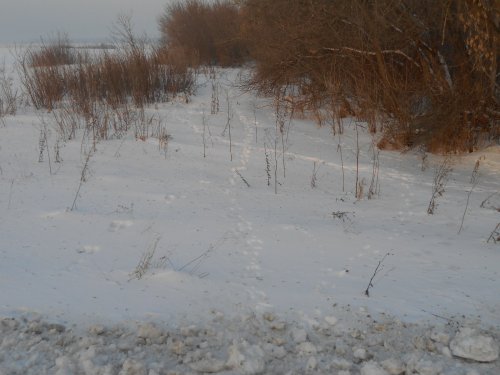 Заячьи тропки.