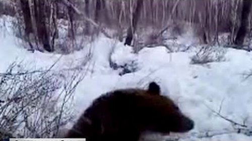 Шел на зайца, попал на медведя: небывалый случай в тайге