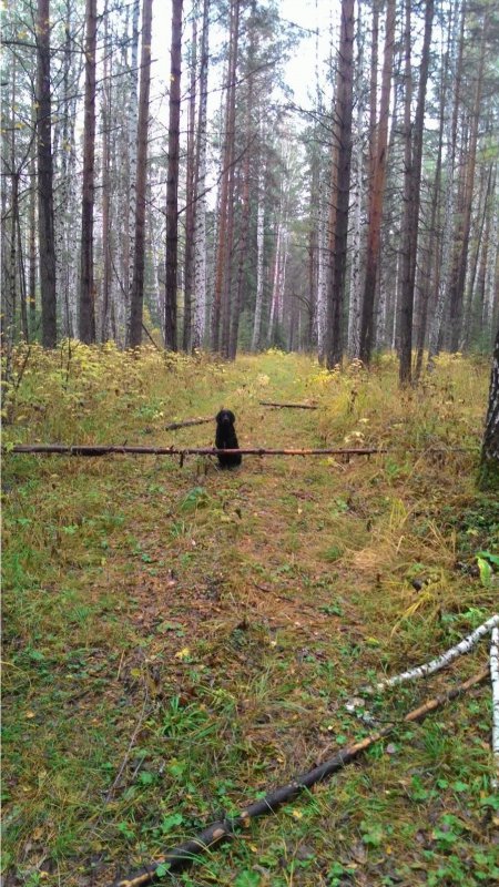 Красавец