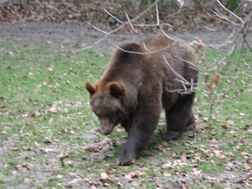 Случай в тайге.