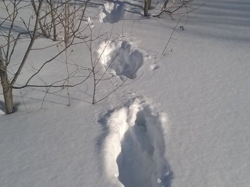 следочки