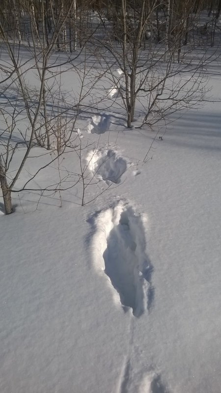 следочки