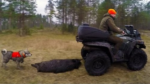 Загонная на лося