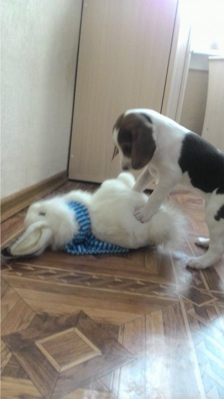 Победили зайца. )))