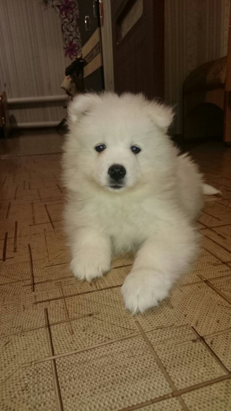 Самоед
