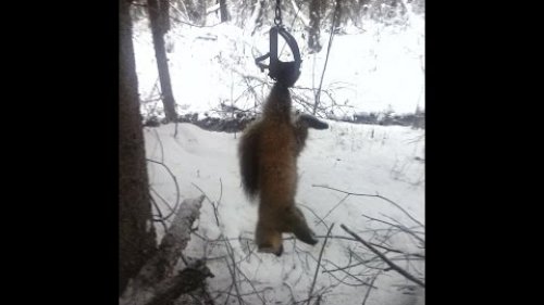 закрытие сезона охоты на пушнину... closing of the hunting season for fur animals