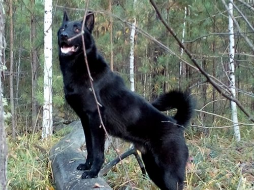 Просто чёрная собака.