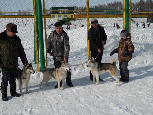 Меж районная выставка собак охотничьих пород, г. Колпашево .