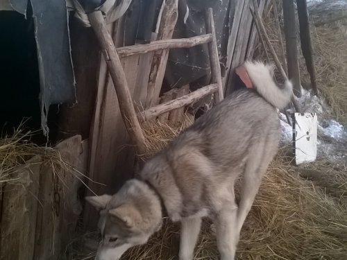 будущий охотник