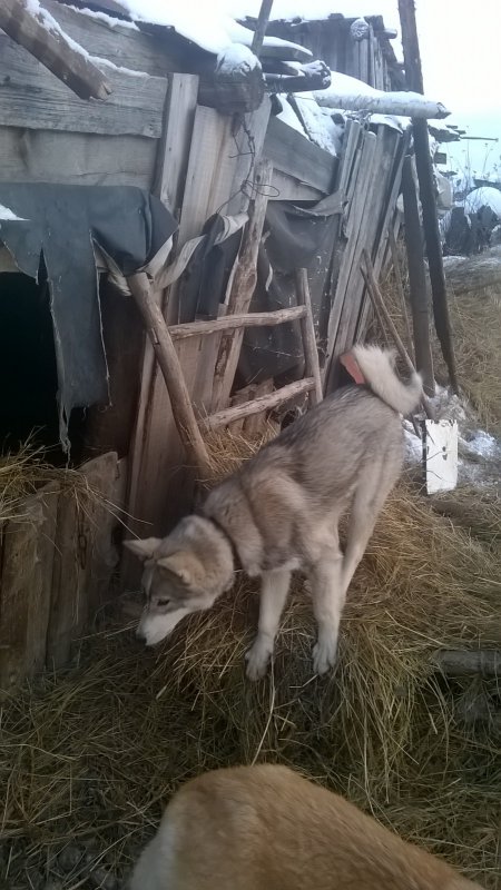 будущий охотник