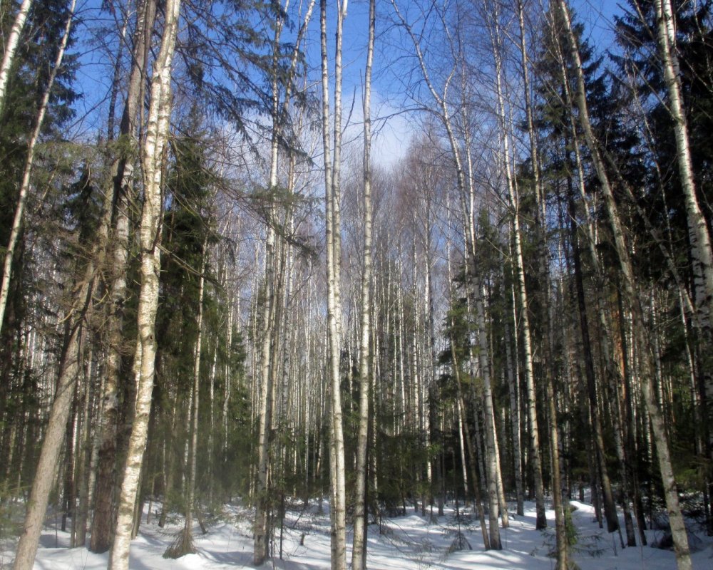 Вести с полей - короткие заметки охотников. Страница 94 / Сибирский охотник